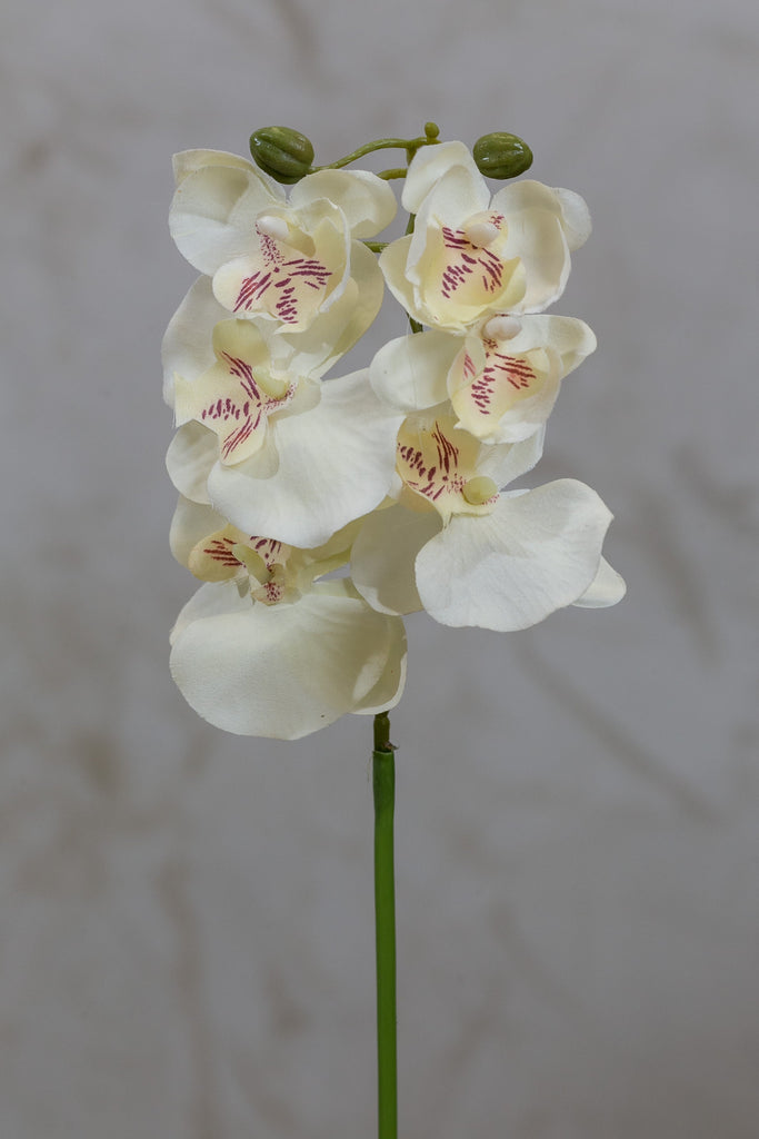 22" Catleya Orchid Stem - Cream - Casa Febus - Home • Design