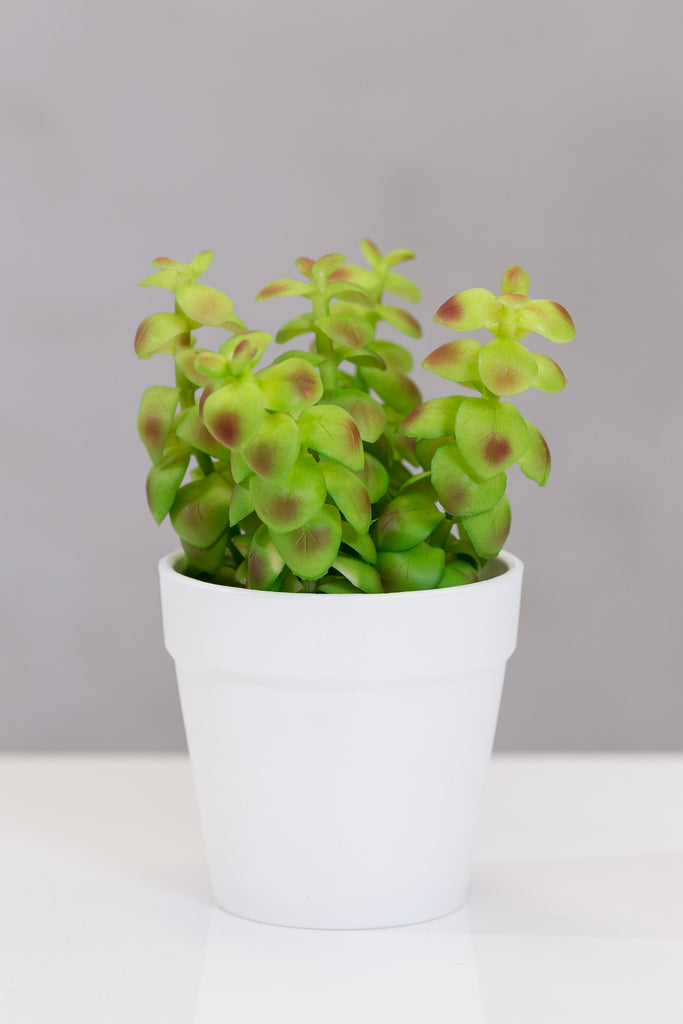 Du Pot bonsai w/pot - Senecio Green - Casa Febus - Home • Design