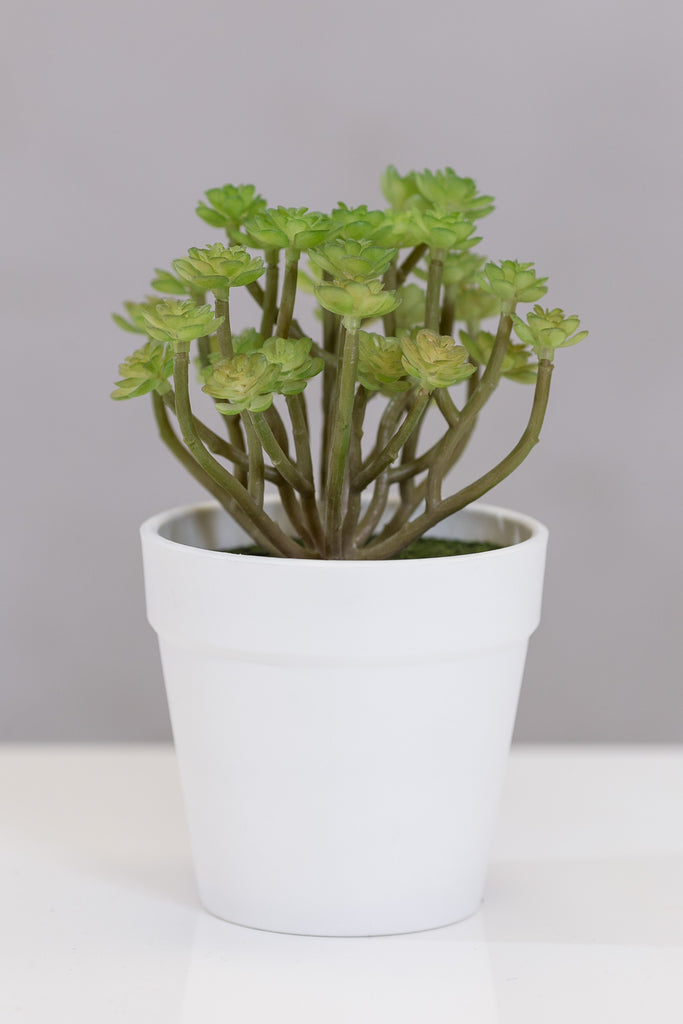Du Pot bonsai w/pot - Dessert Gem - Casa Febus - Home • Design