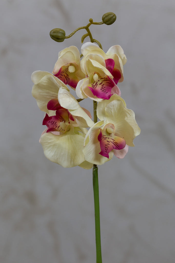 22" Catleya Orchid Stem - Cream/Pink - Casa Febus - Home • Design