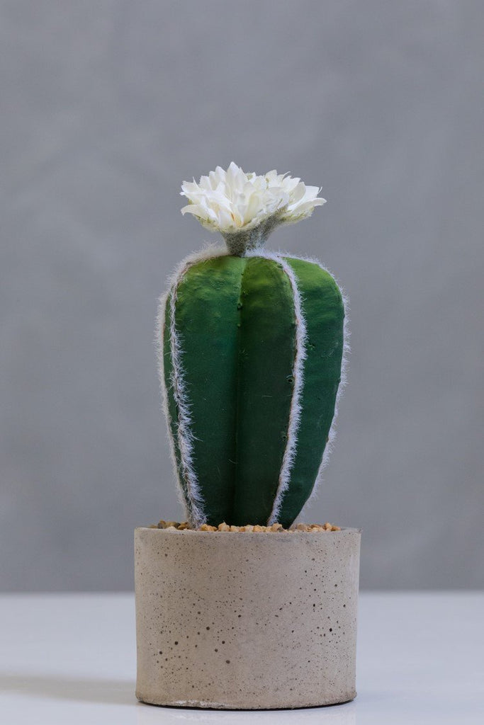 10" Lake Eyrie Cactus on Pot - Cacti Collection - Casa Febus - Home • Design